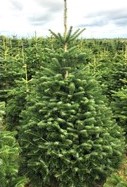 Nordman Fir