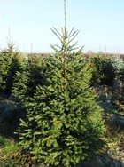 Norway Spruce