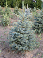 Blue Spruce