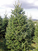 Fraser Fir